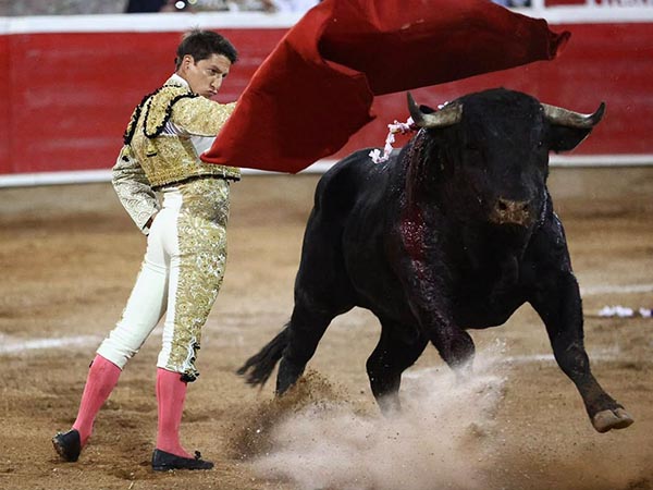 De pit�n a rabo
