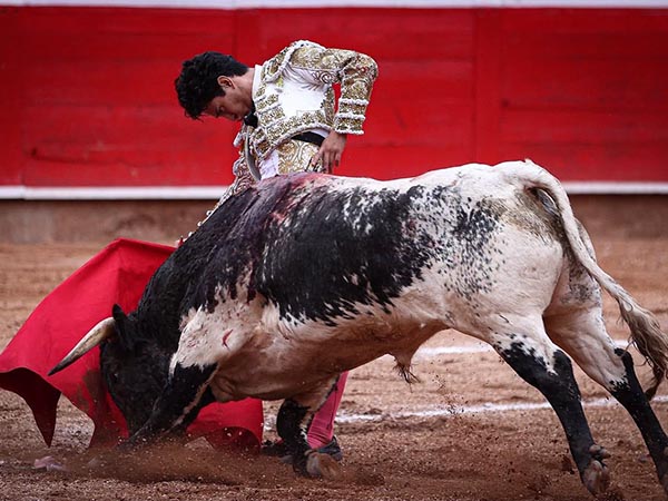 Un berrendo alunarado, hierro de Guadiana