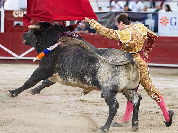 De pit�n a rabo