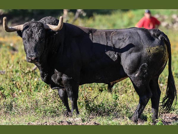 Toro No. 116