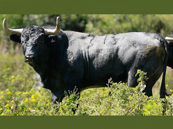 Toro No. 275