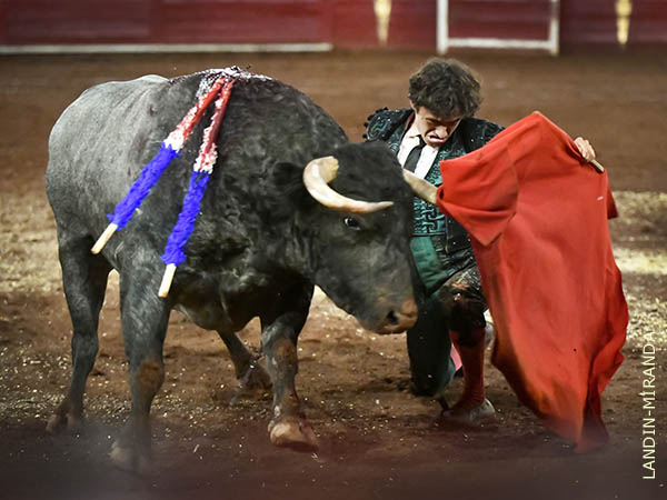 Codicia del novillo y raza del torero
