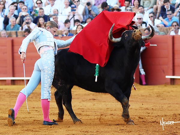 De pit�n a rabo
