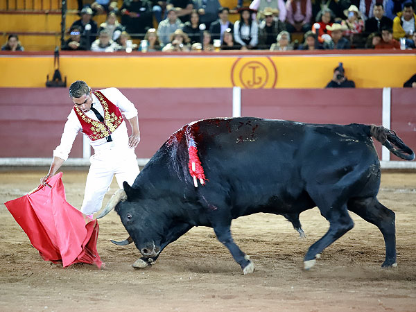 Un toro serio y con calidad