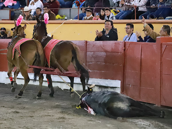 Gran novillo de Rancho Seco