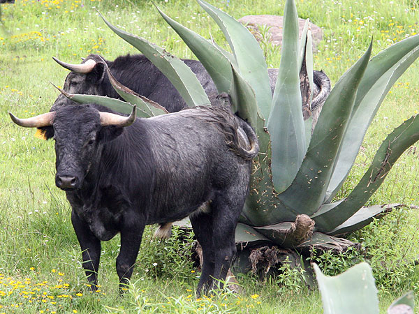Campo bravo mexicano