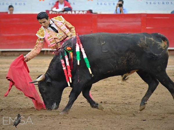 Bravura y nobleza del ejemplar