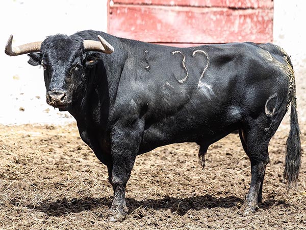 Toro No. 32
