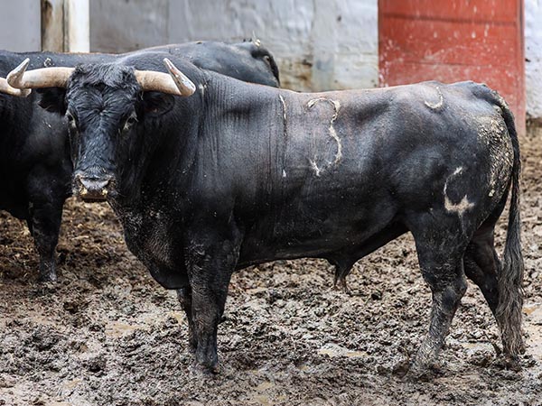 Toro No. 13