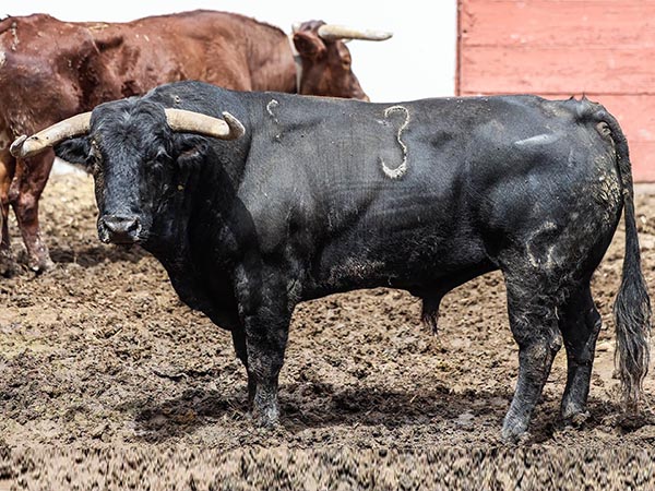 Toro No. 3