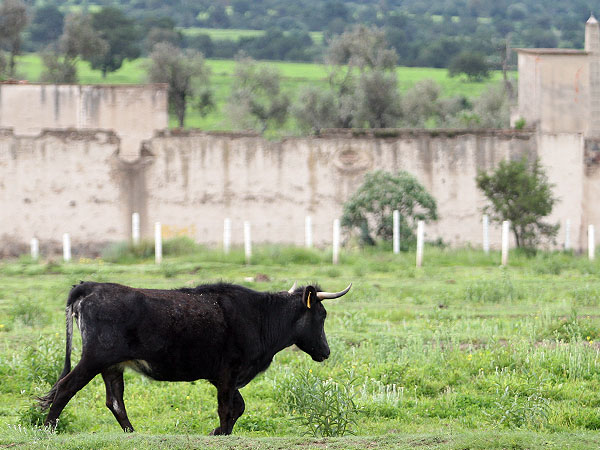 Paredones de Tepeyahualco