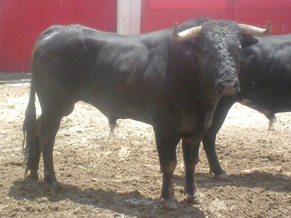 No. 558, con 480 kilos