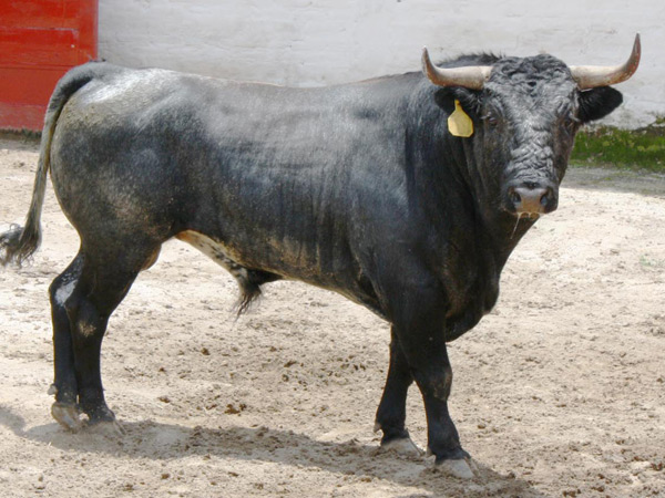 No. 557, con 485 kilos