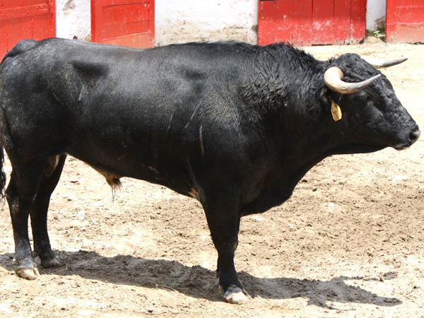 No. 554, con 385 kilos