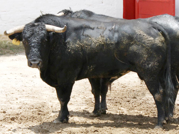 No. 531, con 475 kilos