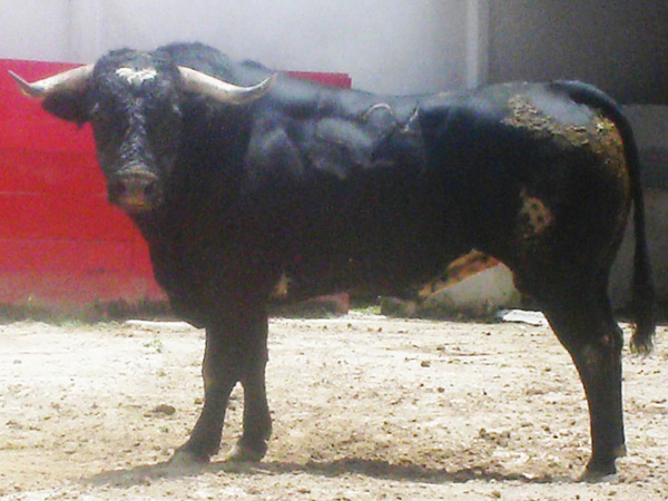 No. 524, con 425 kilos