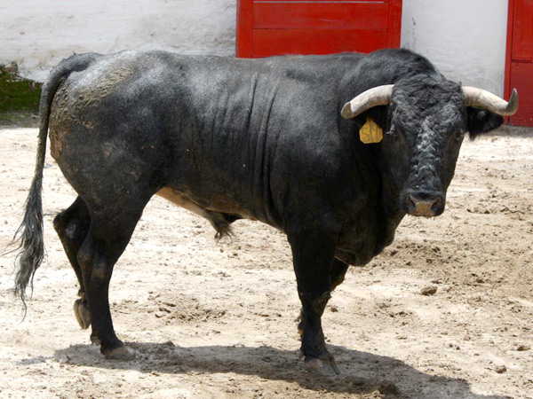 No. 519, con 490 kilos