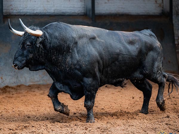 H&eacute;ctor ante dos toros con cuajo en Madrid