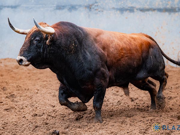 Toro No. 69