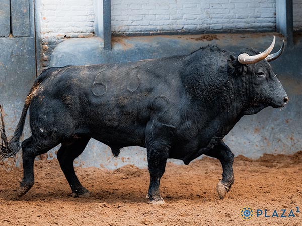 Toro No. 63
