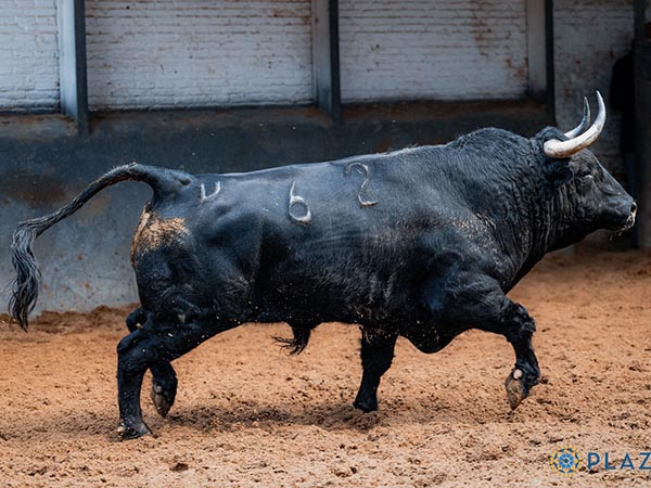 Toro No. 62