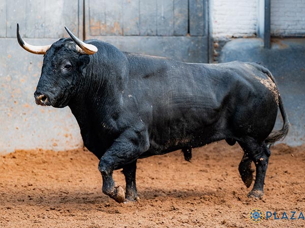 Toro No. 41