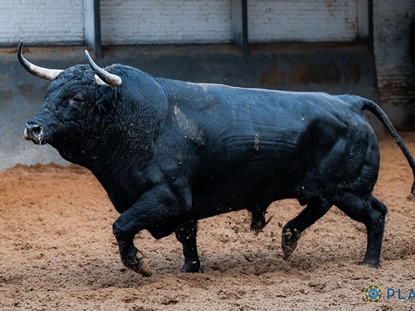 Toro No. 13
