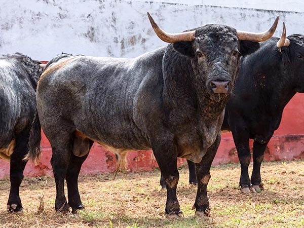 Toro No. 2
