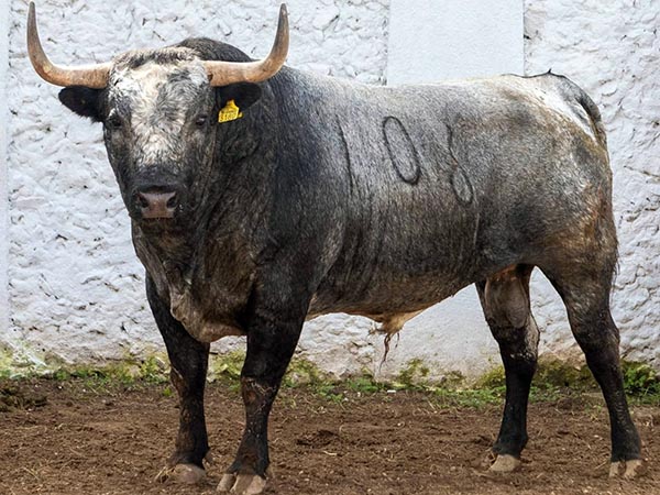 Toro No. 106