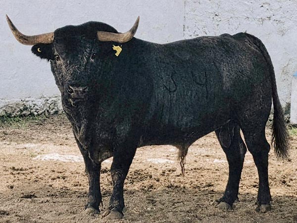 Toro No. 92