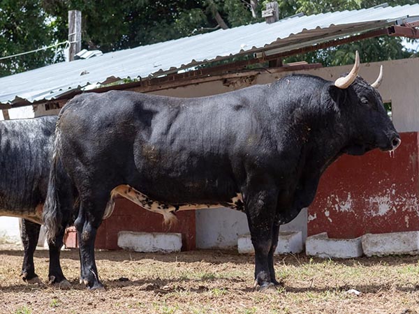 Toro No. 48-B