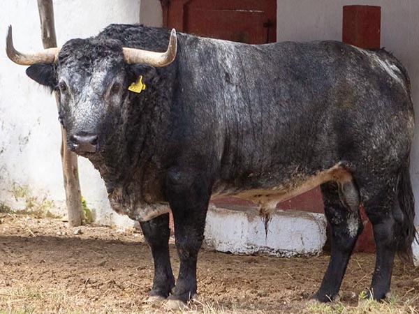 Toro No. 48-A