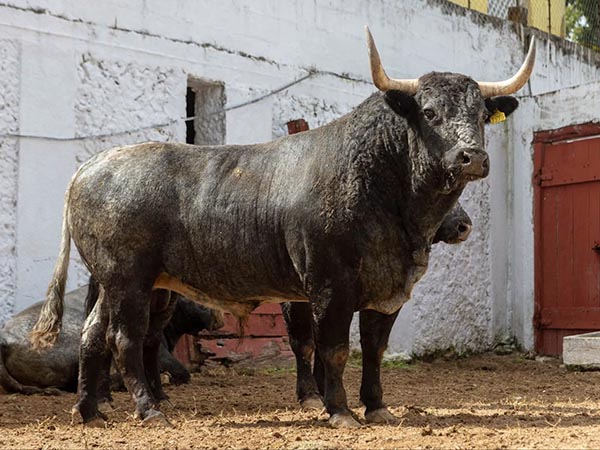 Toro No. 34