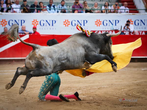 El vuelo del c�rdeno