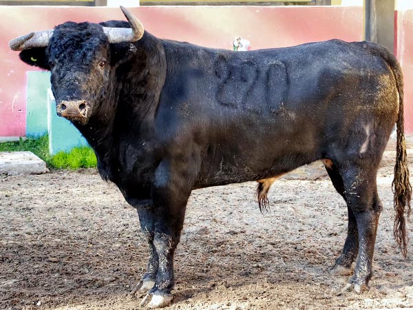 Toro No. 220, 