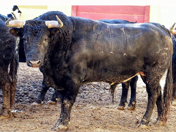 Toro No. 211, 