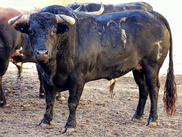 Rese&ntilde;an toros de Las Huertas para Tlaxcala