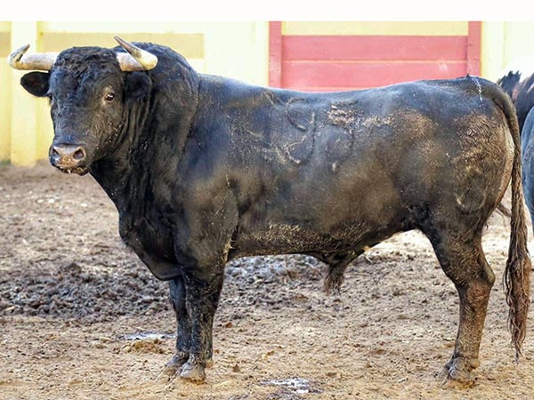 Toro No. 195, 