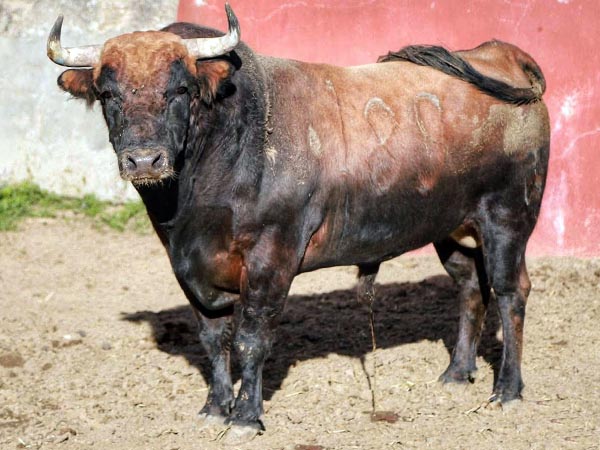 Toro No. 189, 