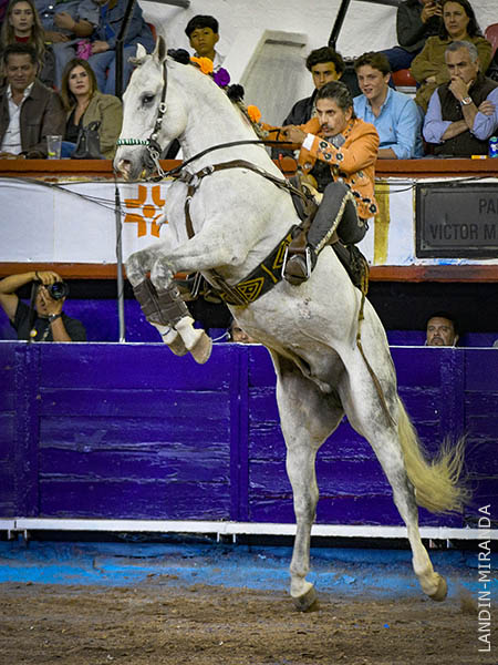 La alzada del tordo
