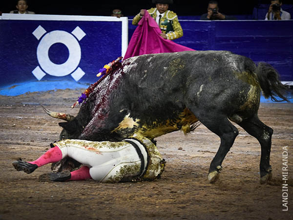 A merced del astado