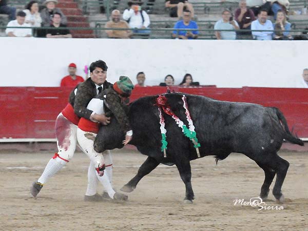 La pega de los Amadores de M�xico