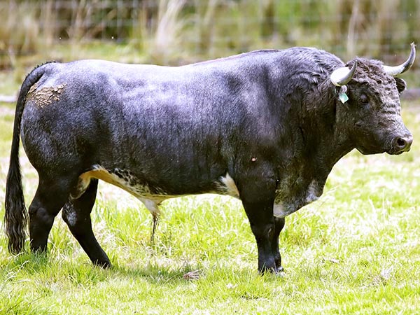 Los toros de El Recuerdo para Tlaxcala
