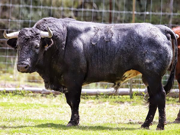 Toro No. 33