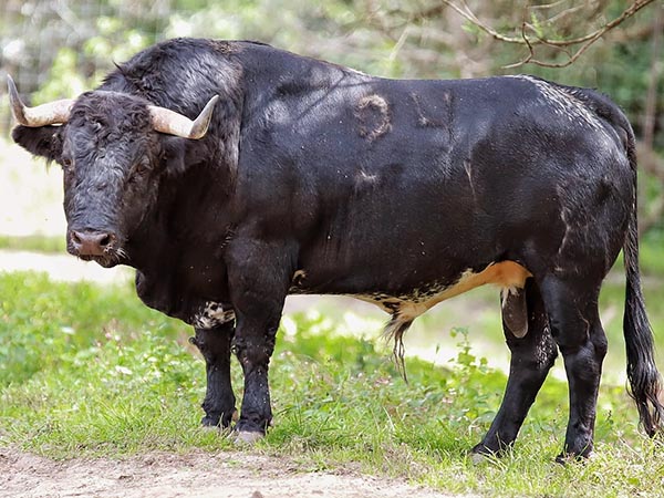 Toro No. 24
