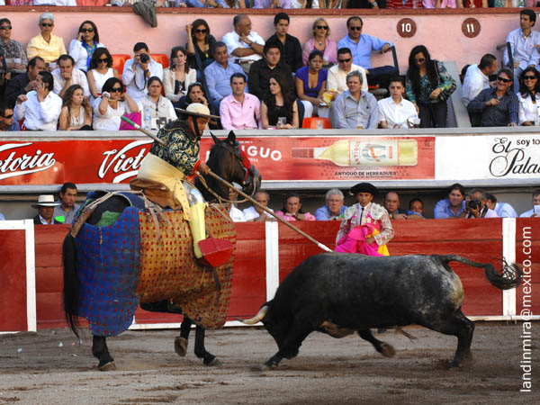 Un toro de Jos� Tom�s