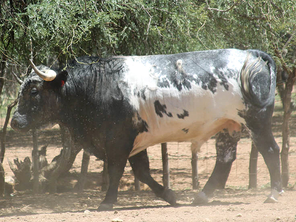 No. 68, berrendo en c�rdeno