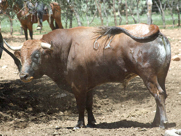 No. 67, casta�o salpicado