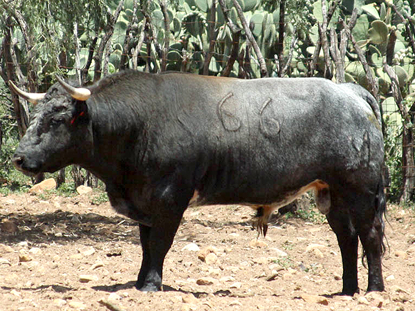 No. 66, c�rdeno list�n