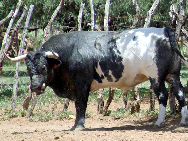 No. 65, berrendo en negro